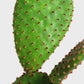 Cactus + Rosewater Prebiotic Tonic